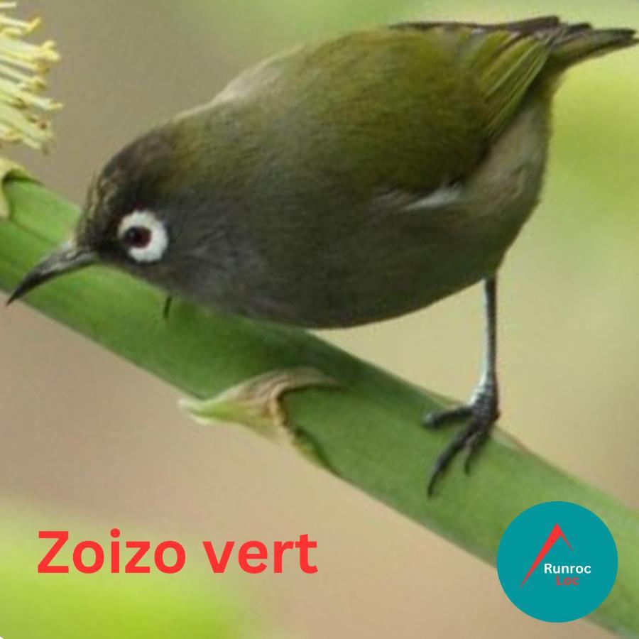 סן-לו Zoizo Vert - Studio Au Calme Avec Jardin - St Leu מראה חיצוני תמונה